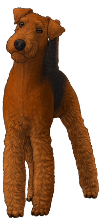 Airedale Terrier