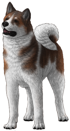 Akita