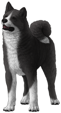 Akita