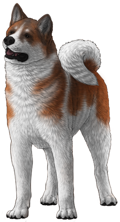 Akita