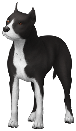 American Pit Bull Terrier