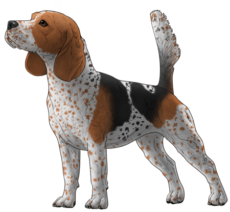 Beagle