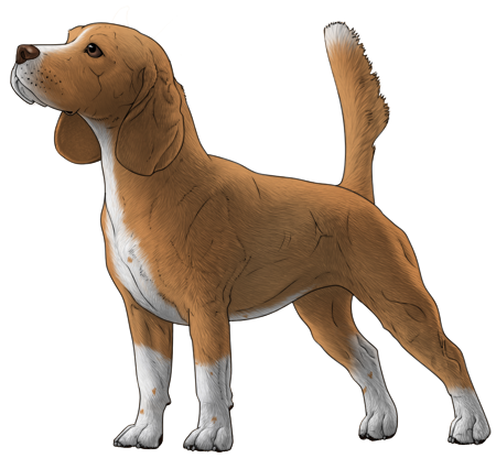 Beagle
