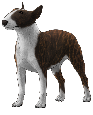 Bull Terrier