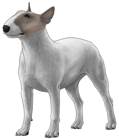Bull Terrier