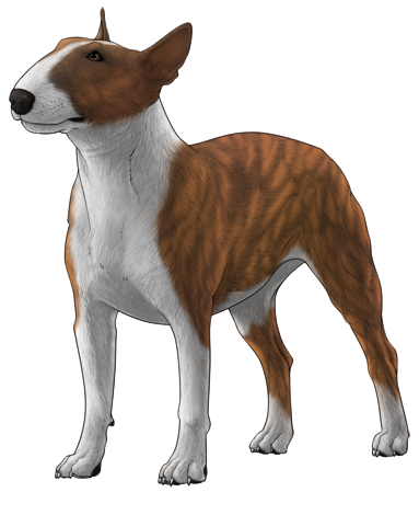 Bull Terrier