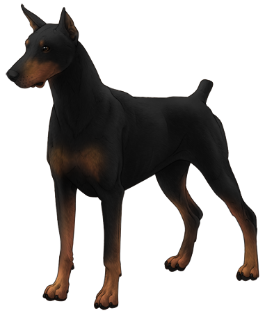 Doberman Pinscher, guarding page.