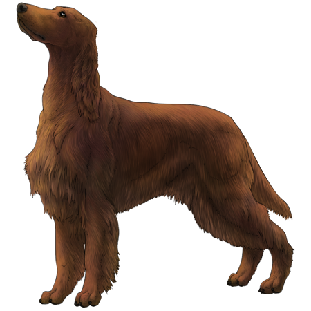 Irish Setter
