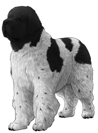 Newfoundland
