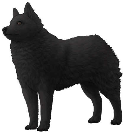 Schipperke