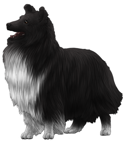 Shetland Sheepdog