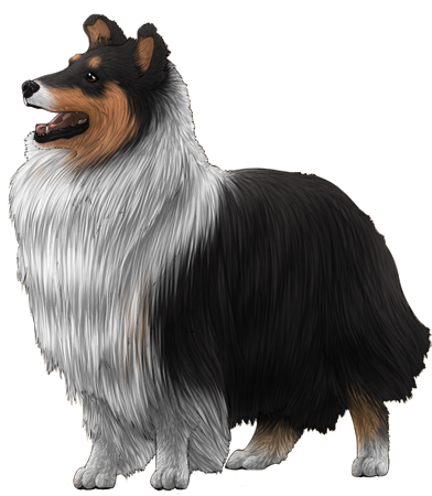 Shetland Sheepdog