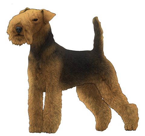 Welsh Terrier