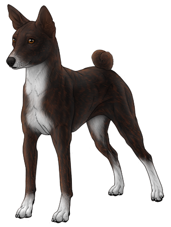 Basenji