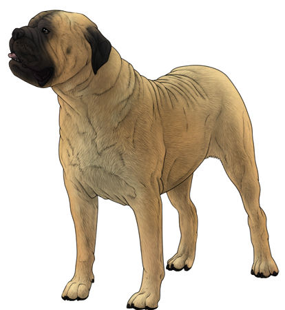 Bullmastiff