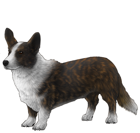 Cardigan Welsh Corgi