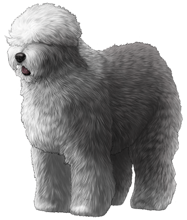 Old English Sheepdog