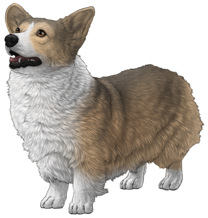 Pembroke Welsh Corgi