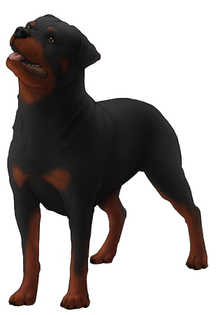Rottweiler