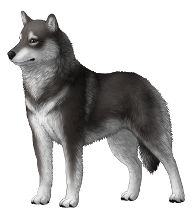 Siberian Husky